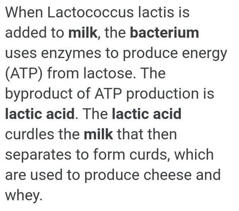Bacteria convert what in milk to lactic acid - Brainly.in