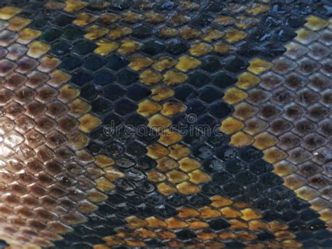 Image result for Python Minecraft Skin