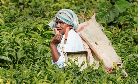 Farmers harvest tea at Megamalai Tea Estate in Tamil Nadu | In Pics ...