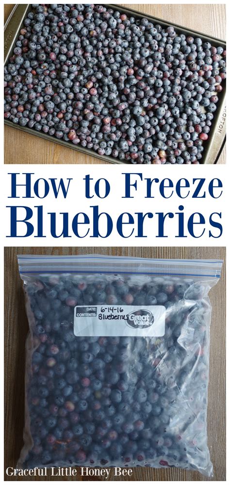 How to Freeze Blueberries - Graceful Little Honey Bee
