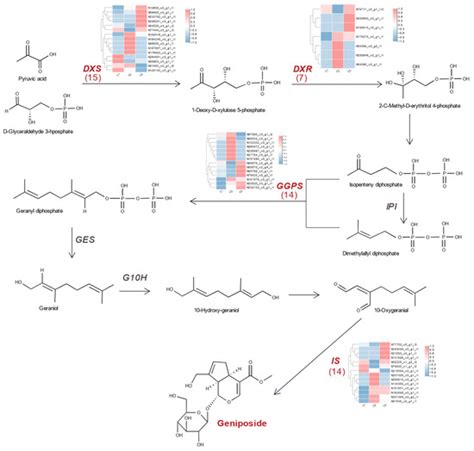 Elucidation of Geniposide and Crocin Accumulation and Their ...