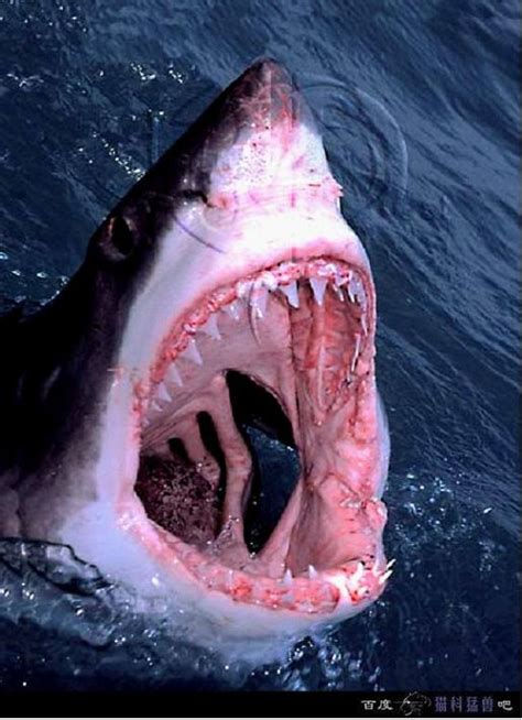 六部全球票房最高的鲨鱼电影：《深海狂鲨》第五，《大白鲨》第二_腾讯新闻