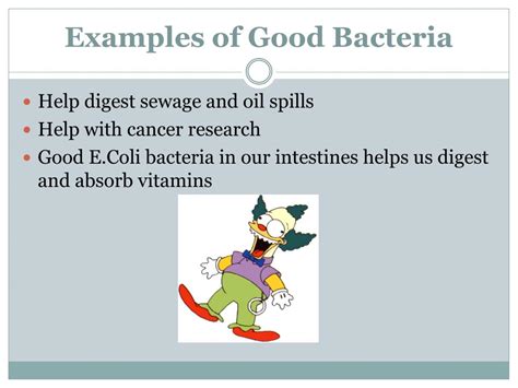 Image result for Binary Fission Examples