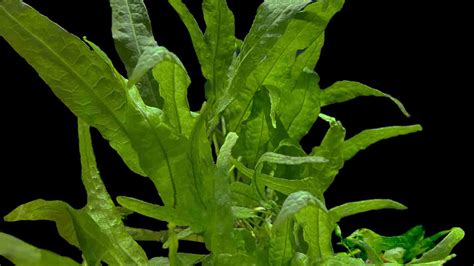 Image result for Brown Java Fern