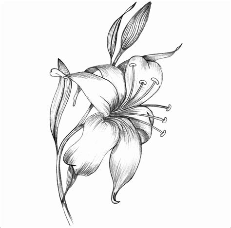 Lily Flower Drawing at GetDrawings | Free download