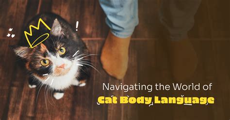 Fun facts About Cats Body Language