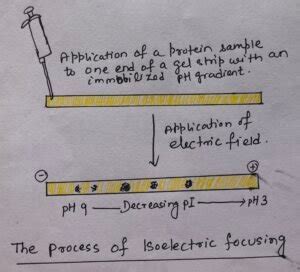 Image result for Protein Separation Process