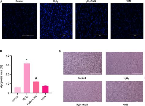 H2O2 Apoptosis 的图像结果