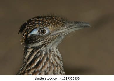 Lesser RoadRunner 的图像结果