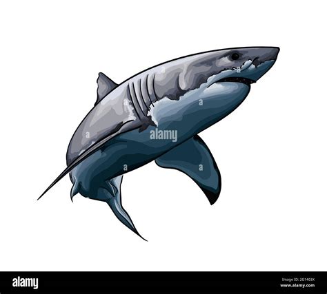How To Draw Great White Sharks