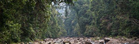 Rainforest Environment 的图像结果