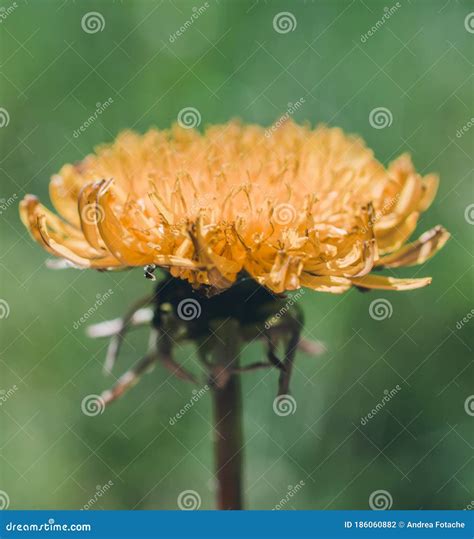 Dandelion life cycle stock photo. Image of taraxacum - 186060882