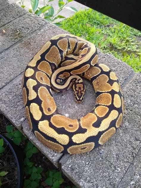 Image result for Spotnose Ball Python