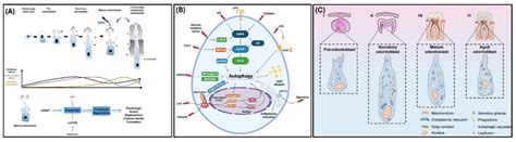 The Role of Autophagy in Matrix Mineralization[v1] | Preprints.org