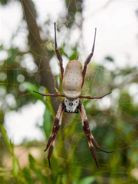 Golden Orb Spider Nephila Edulis These Large Spiders