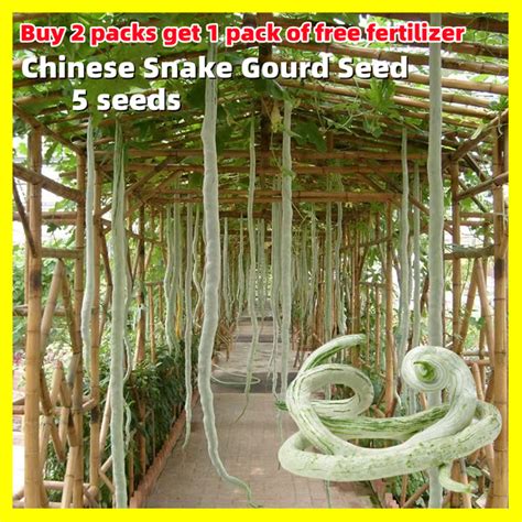 Image result for Python Snake Bean Seeds