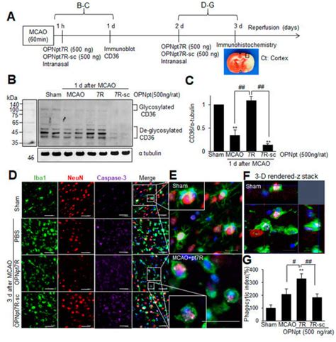 Intranasal Delivery of RGD-Containing Osteopontin Heptamer Peptide ...