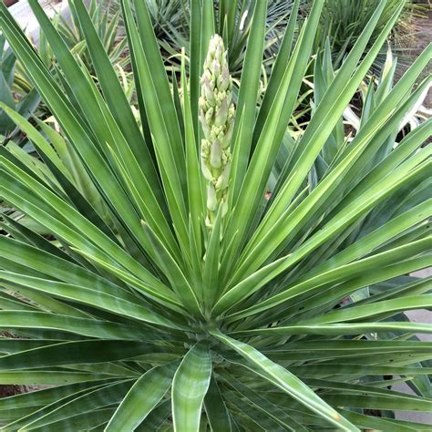 Yucca aloifolia | Plants, Yucca, Garden