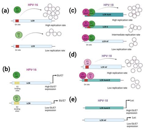 Epidemiology and Molecular Biology of HPV Variants in Cervical Cancer ...