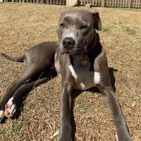 Colby Pitbull: The Famous Black-Nosed Pitbull Bloodline