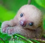 Image result for Cutest Animal On Planet Earth