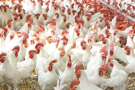 Broiler Poultry Farming