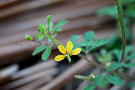 Cleome viscosa | Asian spider flower