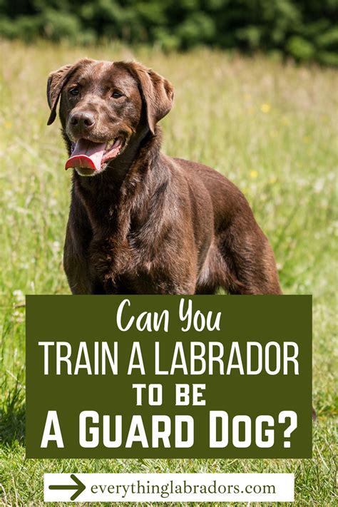 Image result for Labrador Retrievers Good Guarding Dogs