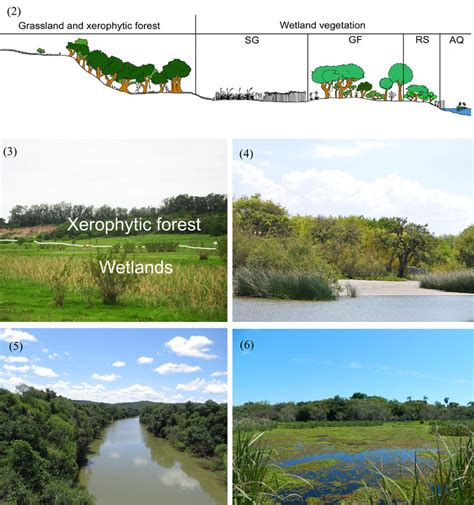 Plant Community 的图像结果