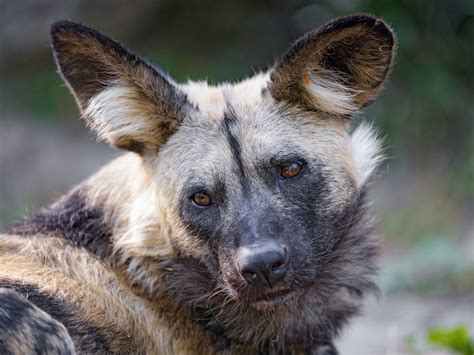 Definitive Guide To African Painted Dog Facts, Habitat, Conservation ...