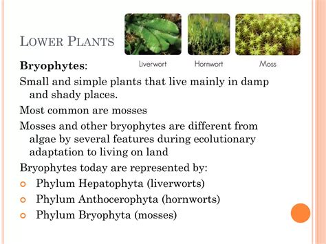 Plant Classifications Explained 的图像结果