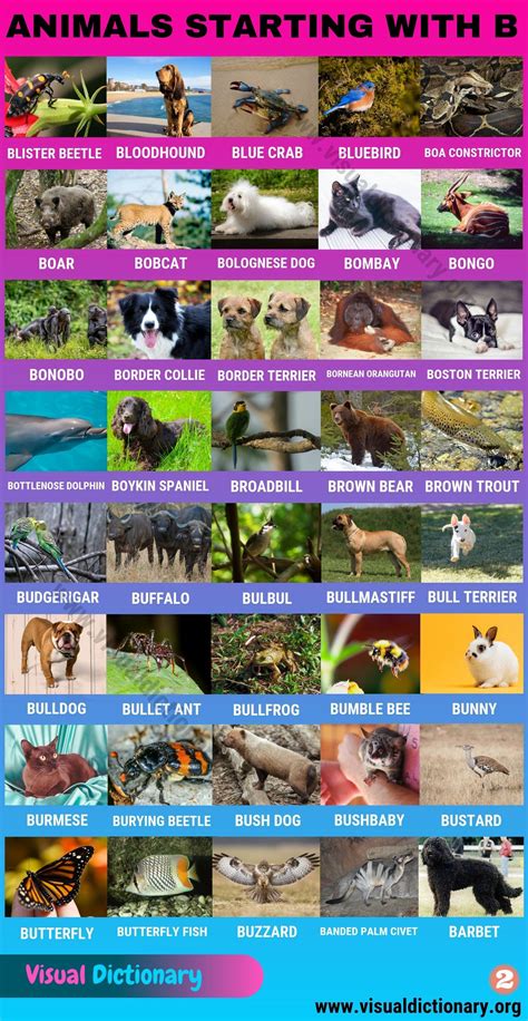 Animals that Start with B: 80 Intriguing Animals Starting with B ...