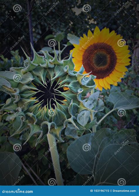 Sunflower stock image. Image of sunflowers, think, ancient - 103196715