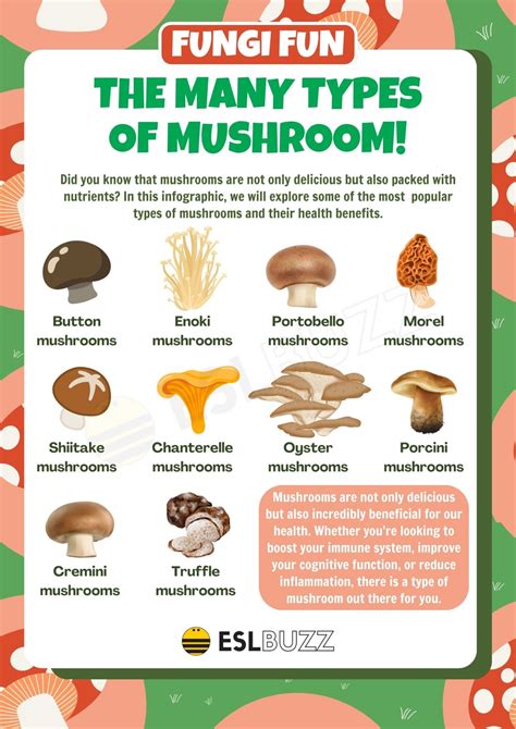 Types of Mushrooms: Different Mushroom Types with their Characteristics - ESLBUZZ