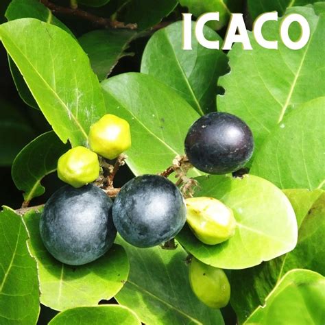 Frutas con i – Fruteo®