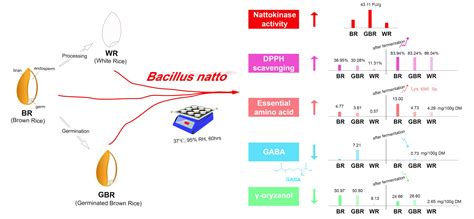 Changes in Functionality of Germinated and Non-Germinated Brown Rice ...