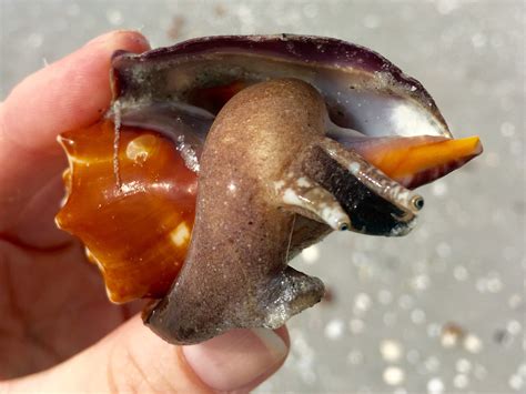 Live Fighting Conch Strombus alatus, beached after a storm, Sanibel ...