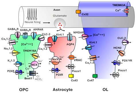 Glial Ion Channels in Myelin Pathophysiology: Insights from ...