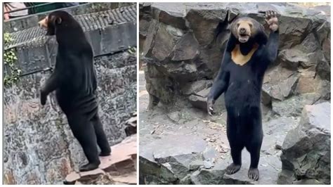 Sun bear: The little carnivores that look so similar to humans they've ...