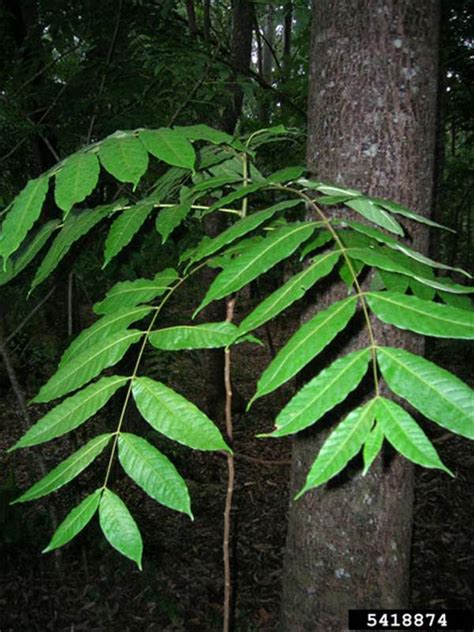 Toona - JungleKey.in Image