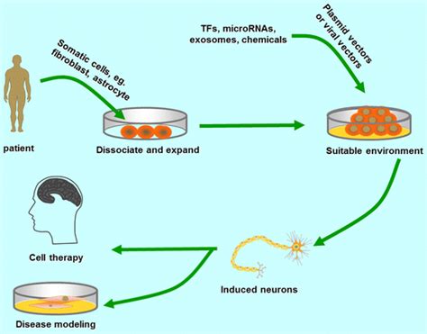 Image result for Direct Cell Reprogramming