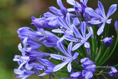 アガパンサス に対する画像結果