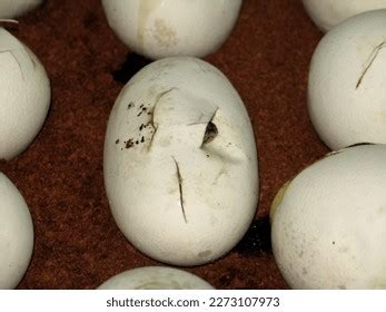Image result for Burmese Python Hatching