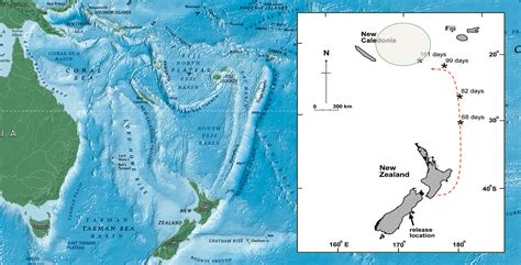 Eels/Tuna