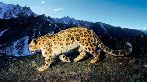 Prowling Snow Leopard Wallpapers | HD Wallpapers | ID #10860