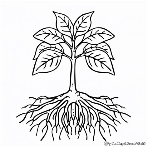 Plant Life Cycle Coloring Pages - Free & Printable!