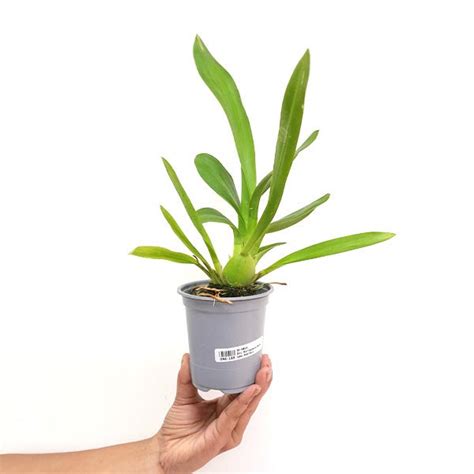 Buy Oncidium Orchids Online India | Dancing lady oncidium online ...