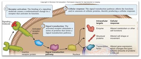 Image result for Cell Signaling Process
