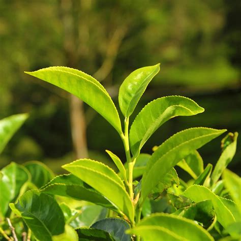How To Use Tea Leaves To Make Tea at Jamie Gibb blog