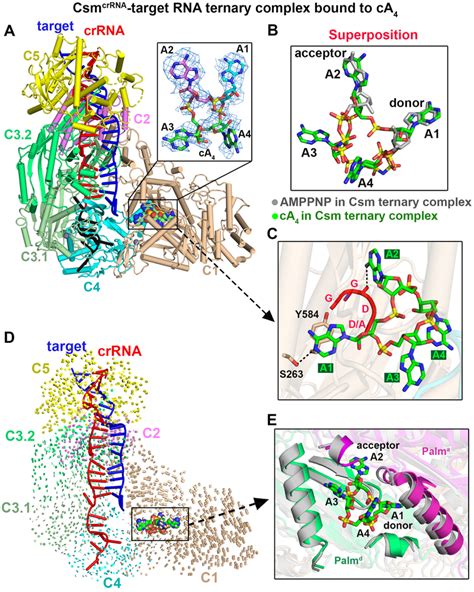 Image result for CSM CP4